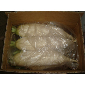 Top Quality New Crop White Radish (200g)